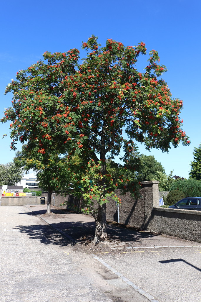 Mile End Avenue,Aberdeen_aug 22_11032 Alan Longmuir. Flickr