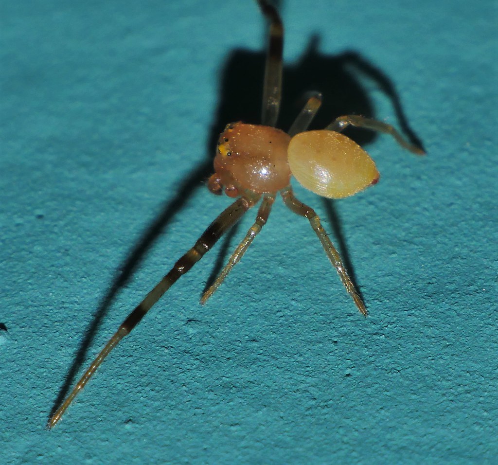 Male Masked Golden Crab spider Boomerangiana sp Thomisidae… Flickr