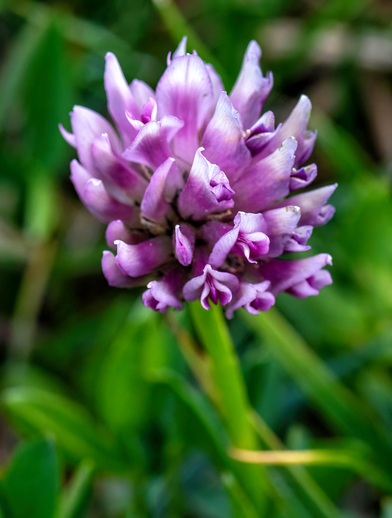 Wildflower, Summit Lake, Mt. Evans, CO_DSC0733 Tom Lunde Flickr
