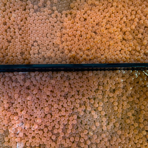 July 20th, 2022 Livingston Stone National Fish Hatchery… Flickr