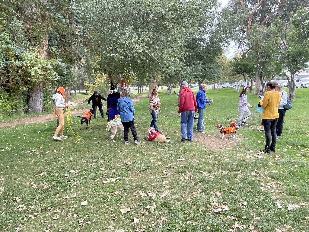 Untitled Rondo Dog Flickr