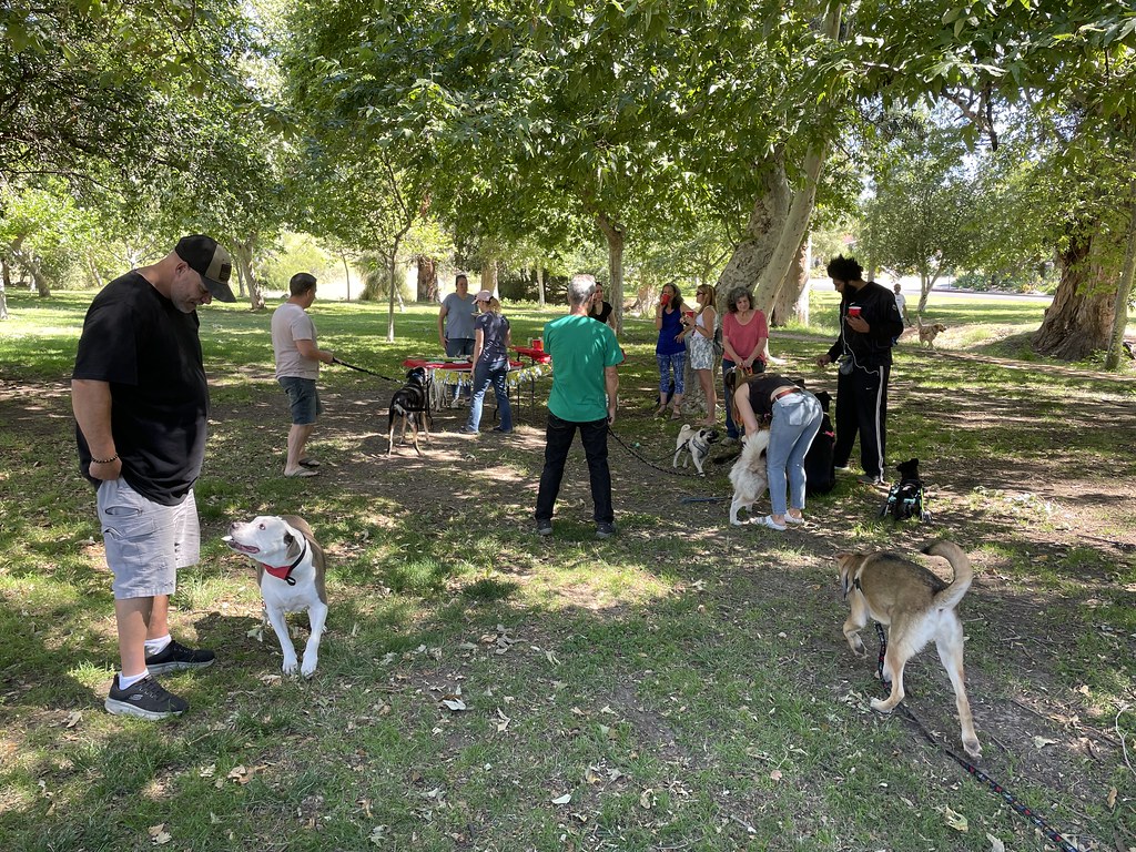 Untitled Rondo Dog Flickr