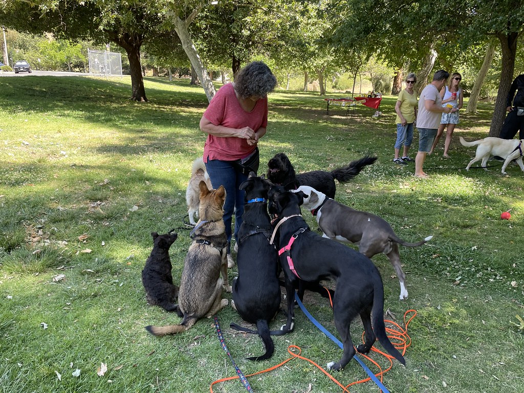 Untitled Rondo Dog Flickr