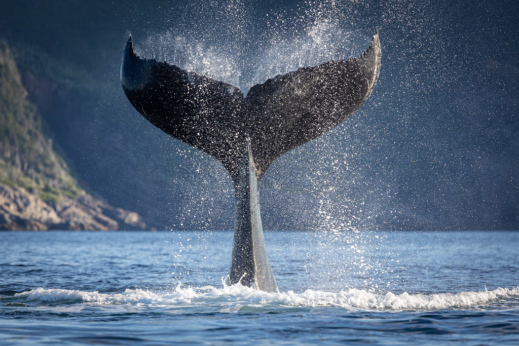 Humpback Whale tail fluke David Burt Flickr