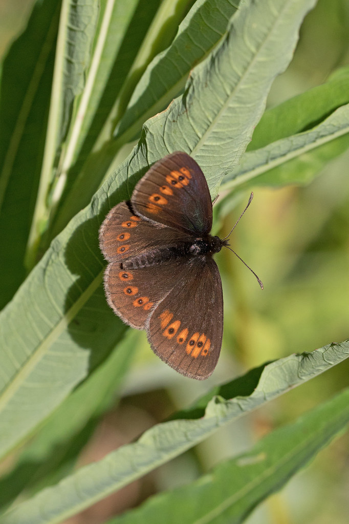 Almondeyed Ringlet, Erebia alberganus Italy Dave Potter Flickr