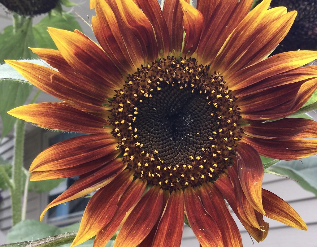 Sunflower "Velvet Queen" The fourth sunflower to bloom in … Flickr