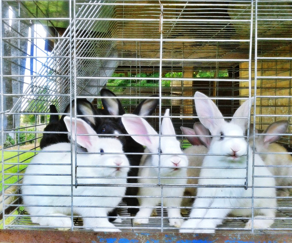 Caged rabbits Luiz Fernando Flickr