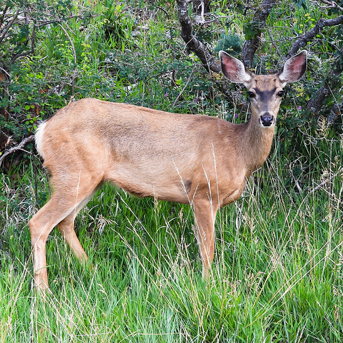 Deer New Mexico Ber Himwich Flickr