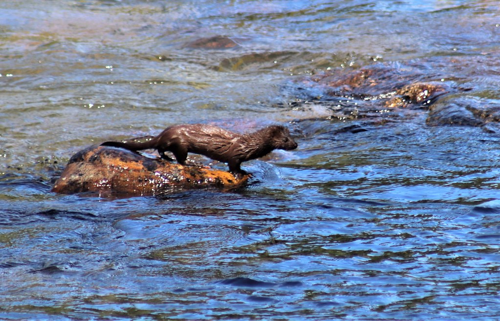 Wet mink They can swim well. salmongreg Flickr