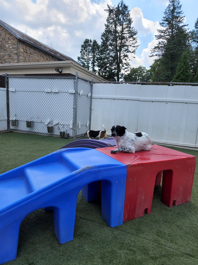 20220804_132857 Holiday House Pet Resort and Training Center Flickr