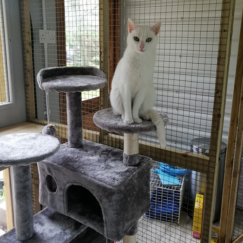 Cat Hotel Near Me When you leave your beloved pet to be ta… Flickr