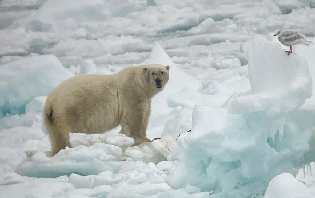 Healthy Polar Bear Brian Elliott Flickr