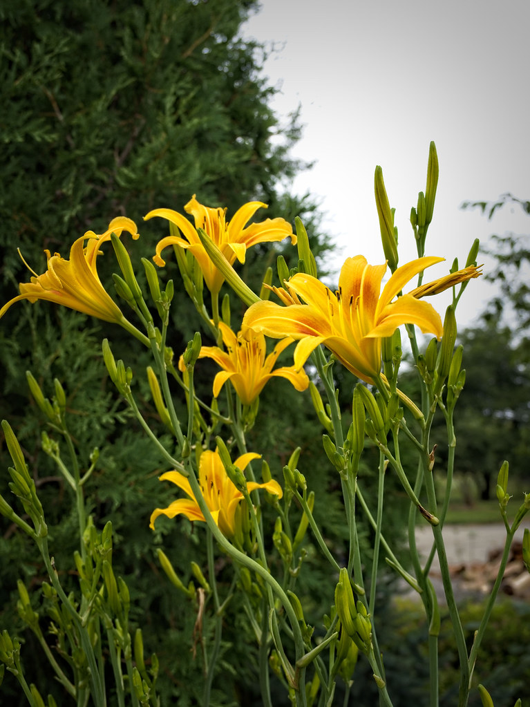 Hemerocallis 'Autumn Minaret' WW31 Daylily U1 Hemerocalli… Flickr