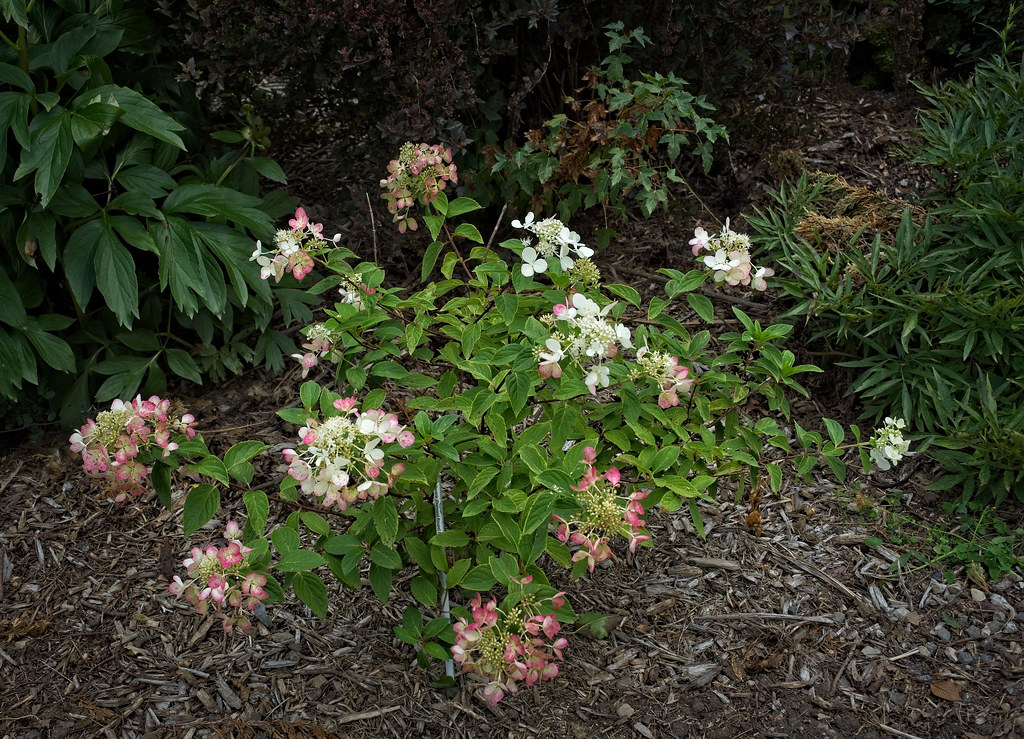 Hydrangea paniculata 'Diamond Rouge' WW31 Panicle R1 Flickr