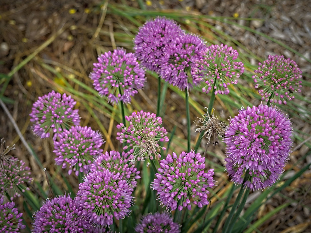 Allium 'Serendipity' WW31 Hybrid Allium U0 Allium 'Serend… Flickr