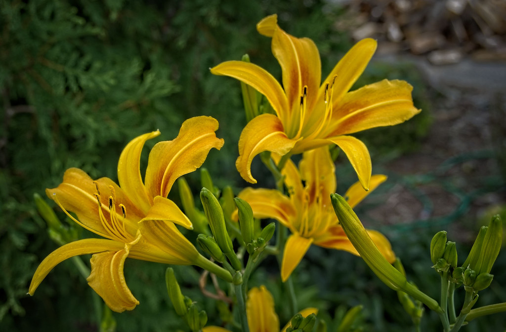 Hemerocallis 'Autumn Minaret' WW31 Daylily U1 Hemerocalli… Flickr