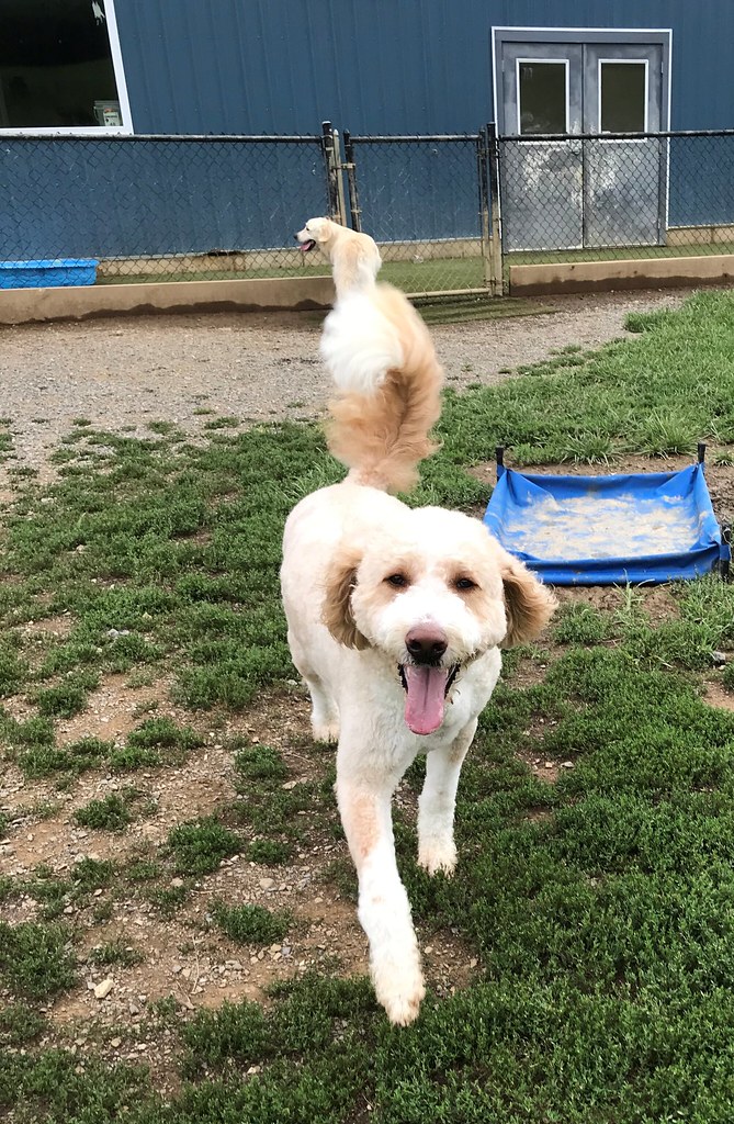 IMG_0129 Greenlin Lambs Gap Flickr