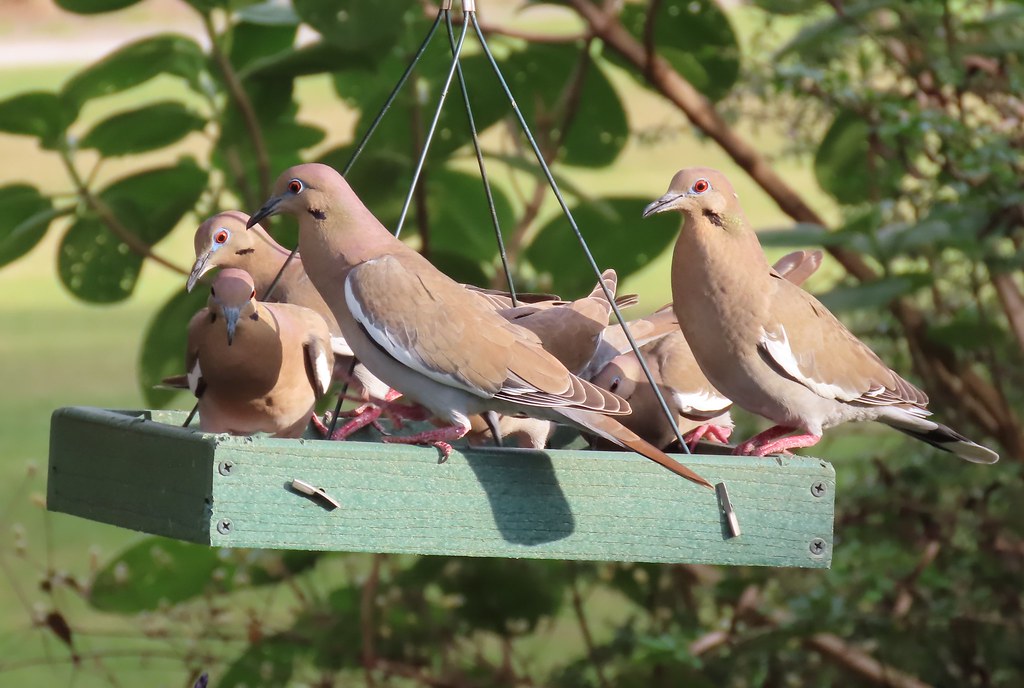 Whitewinged Doves at the feeder My yard Susan Young Flickr