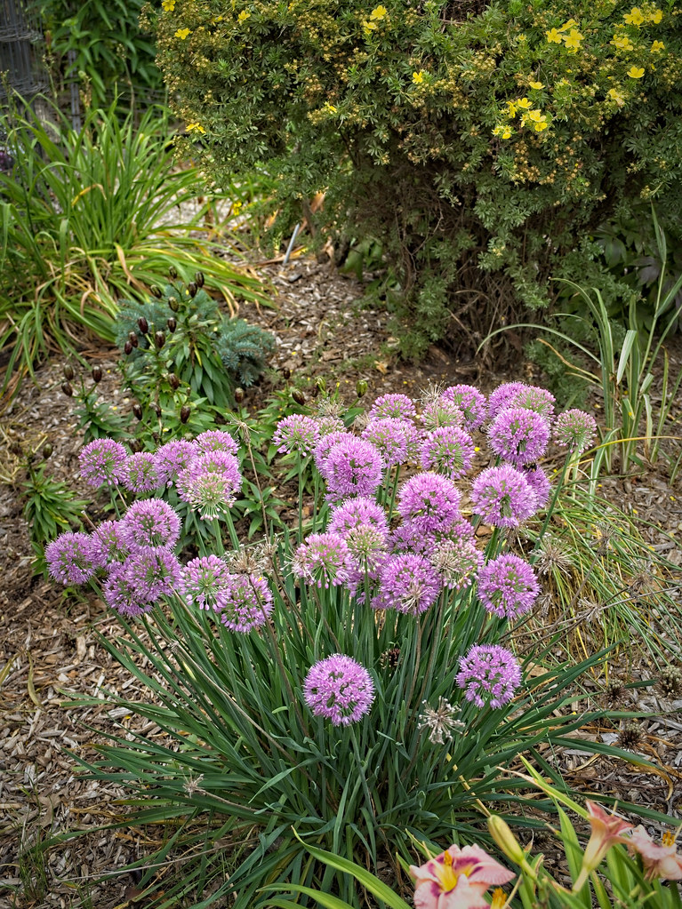 Allium 'Serendipity' WW31 Hybrid Allium U0 Allium 'Serend… Flickr