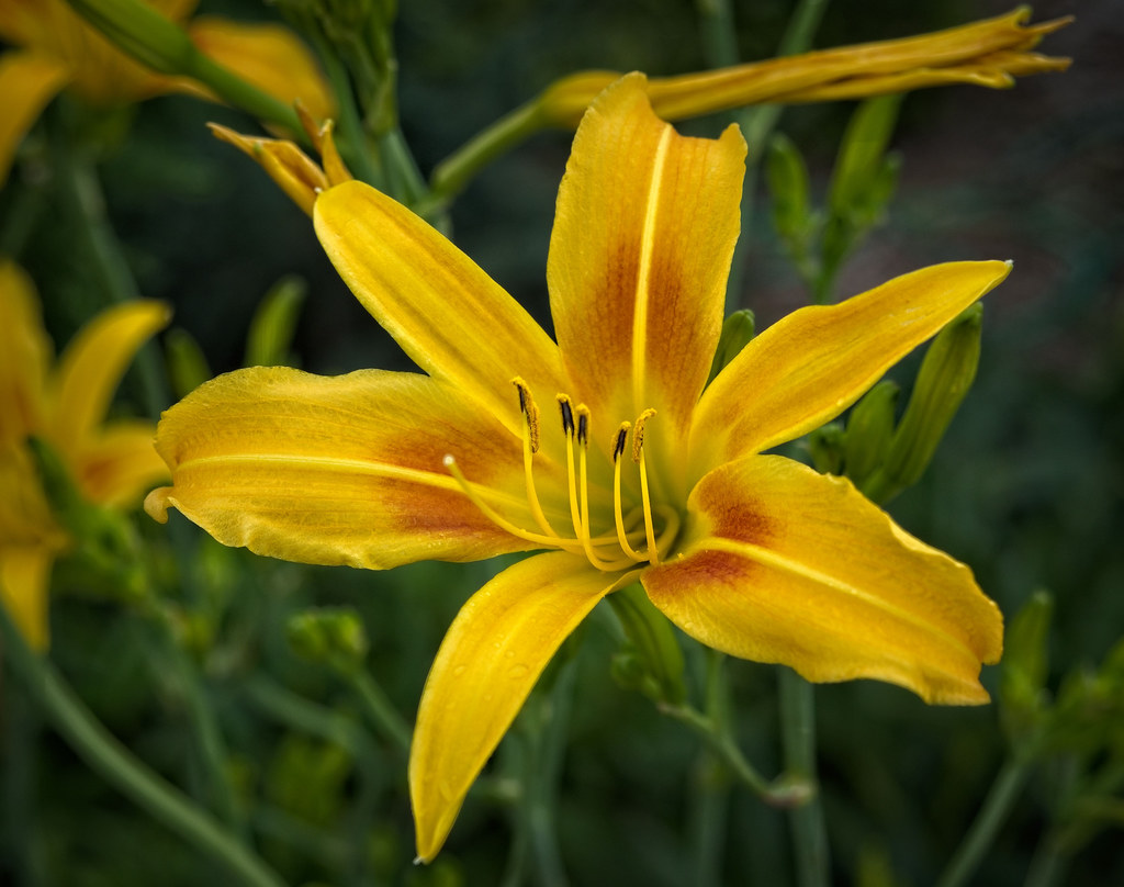 Hemerocallis 'Autumn Minaret' WW31 Daylily U1 Hemerocalli… Flickr