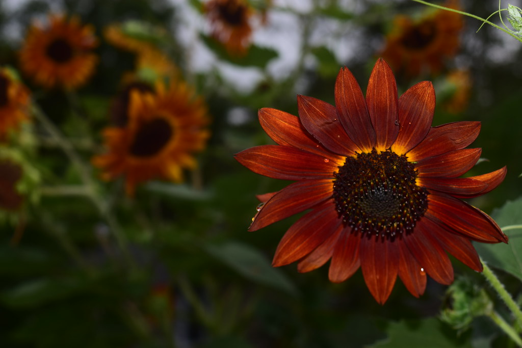 DSC_0108 Karen Harrison Flickr