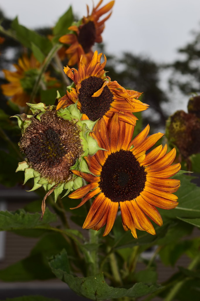 DSC_0101 Karen Harrison Flickr