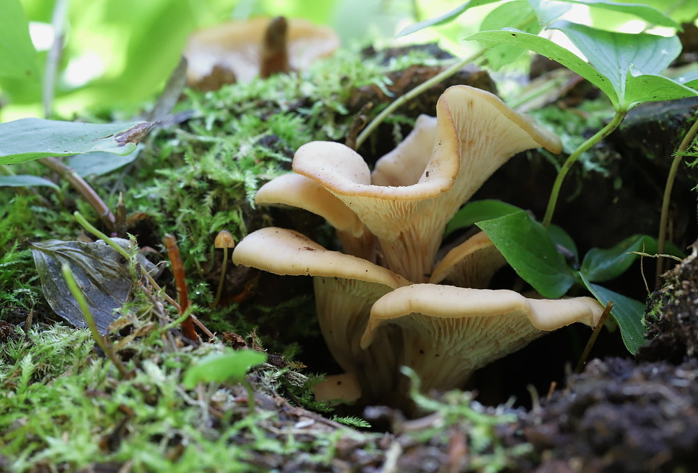 Lentin en colimaçon, SainteHedwidge IMG_0732 Lentinellus … Flickr