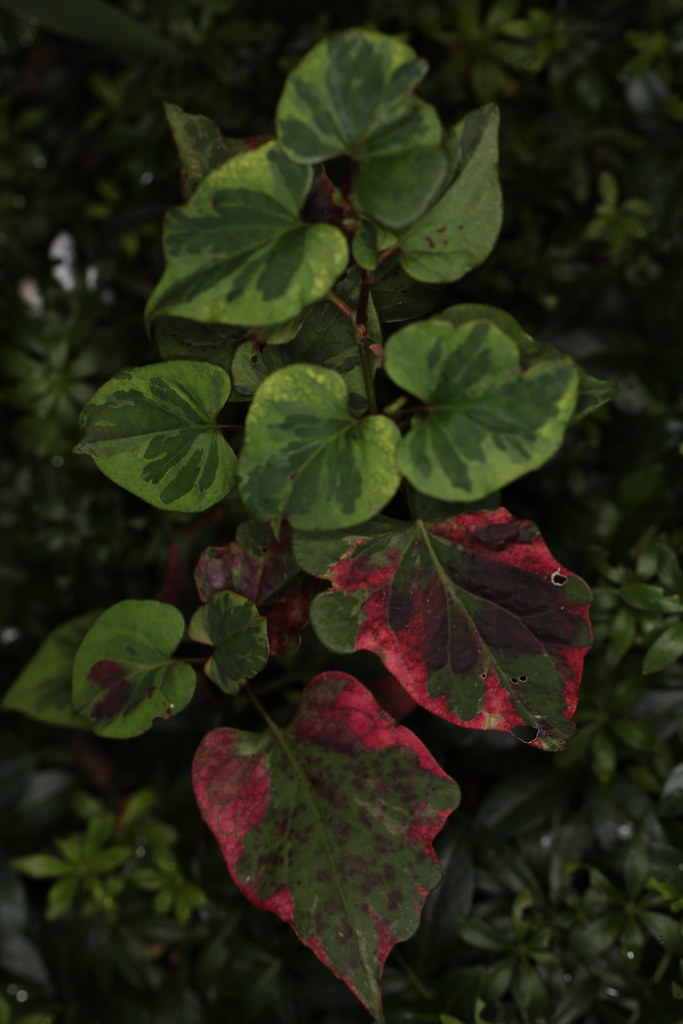 Shadeloving Plant in Our Garden Orland Park Birdie Girl Flickr