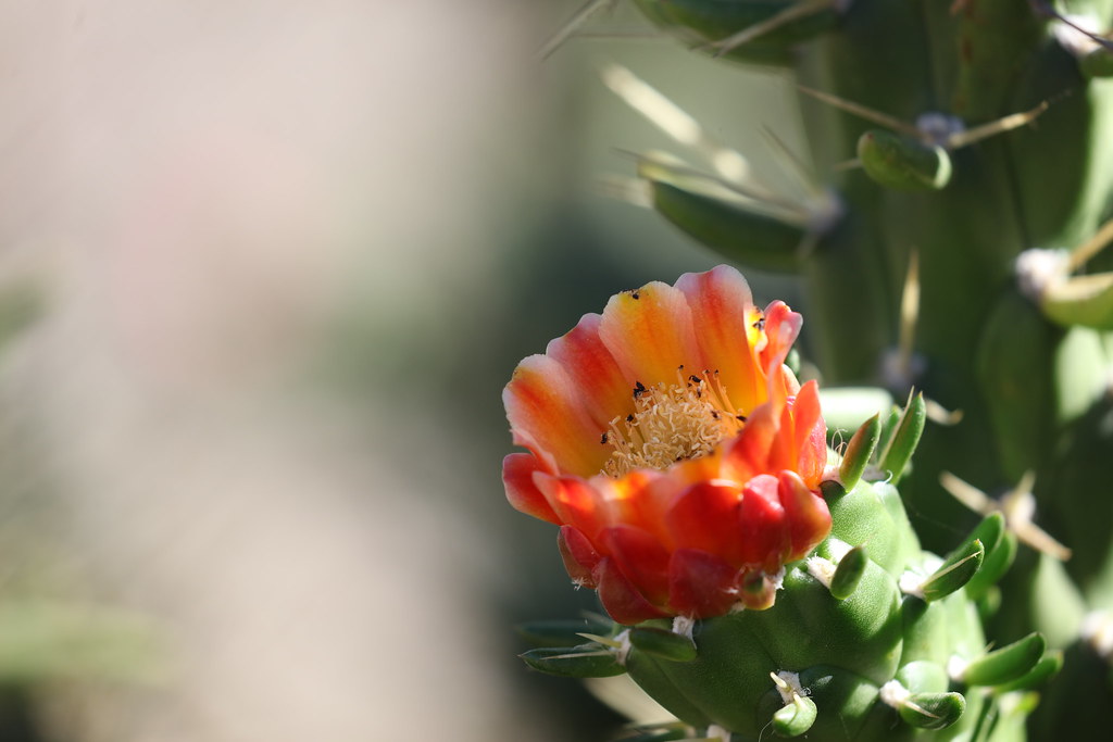 Flower Art Sierra Vista, Arizona Ari Sugmad Flickr