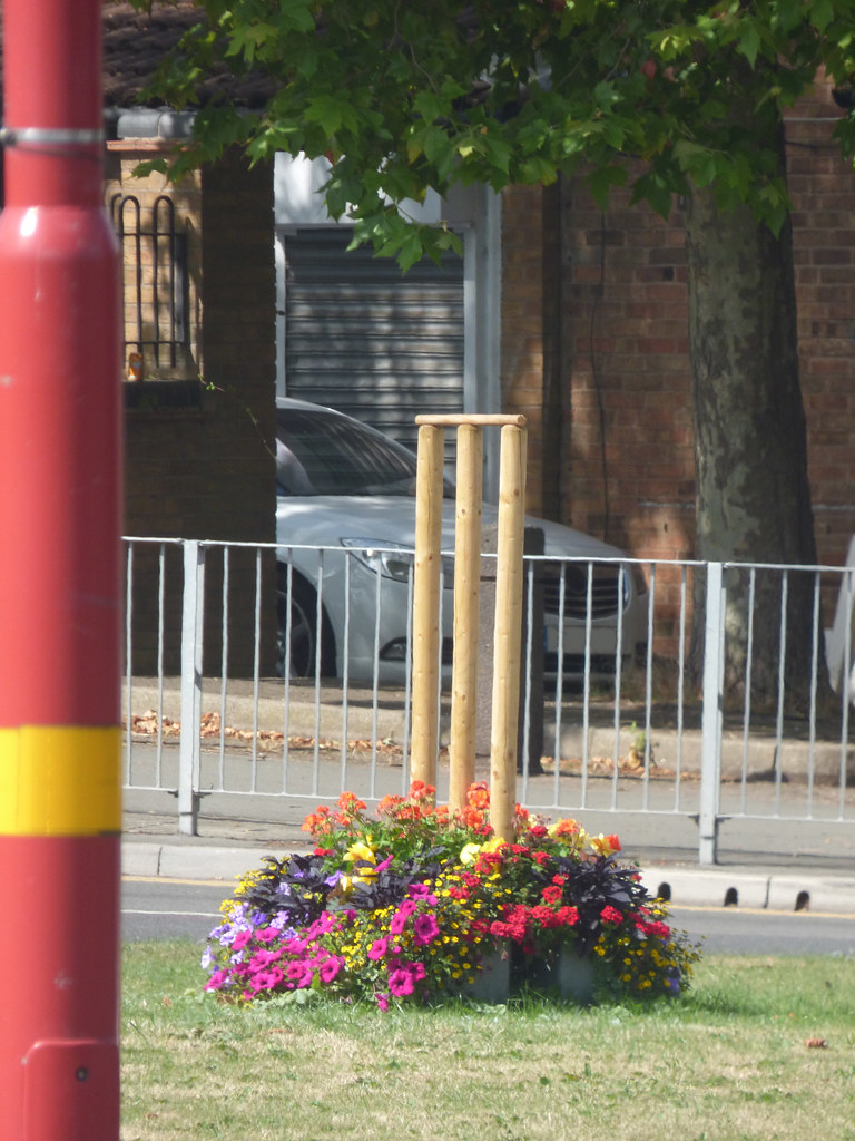 Cricket at Longbridge Island Cricket at Longbridge Island.… Flickr