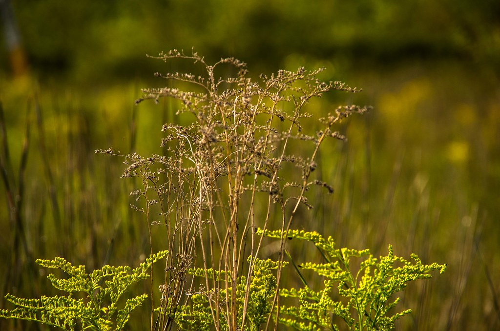 Summer In the Kennebunk Plains Bud Flickr
