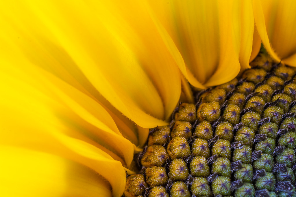 Sunflower Helen Broom Flickr