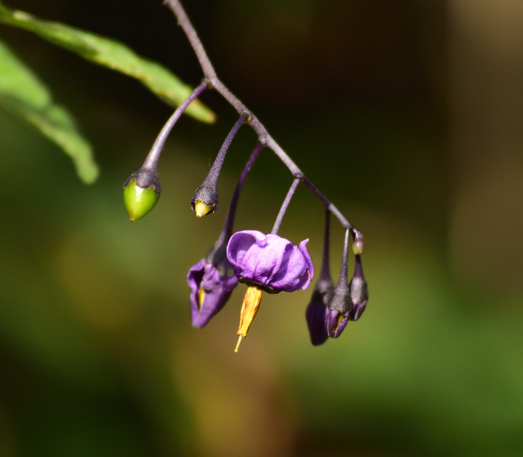 Bittersweet nightshade Alex McLachlan Flickr
