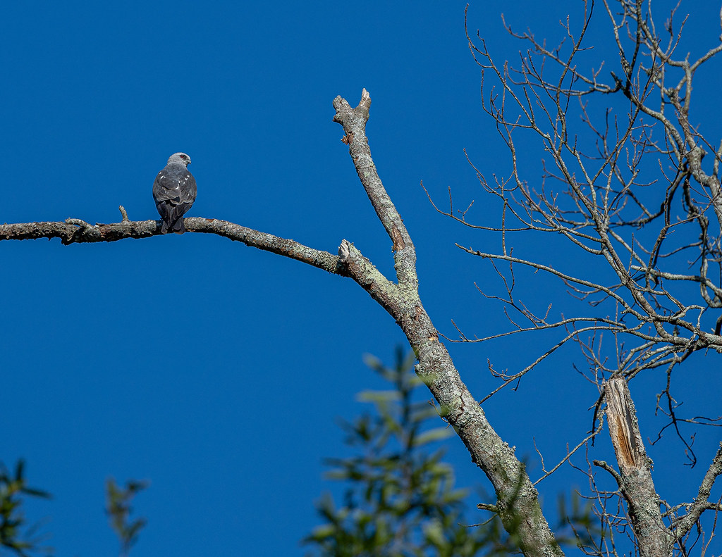 _G1A6615.jpg Roger Lewellen Flickr