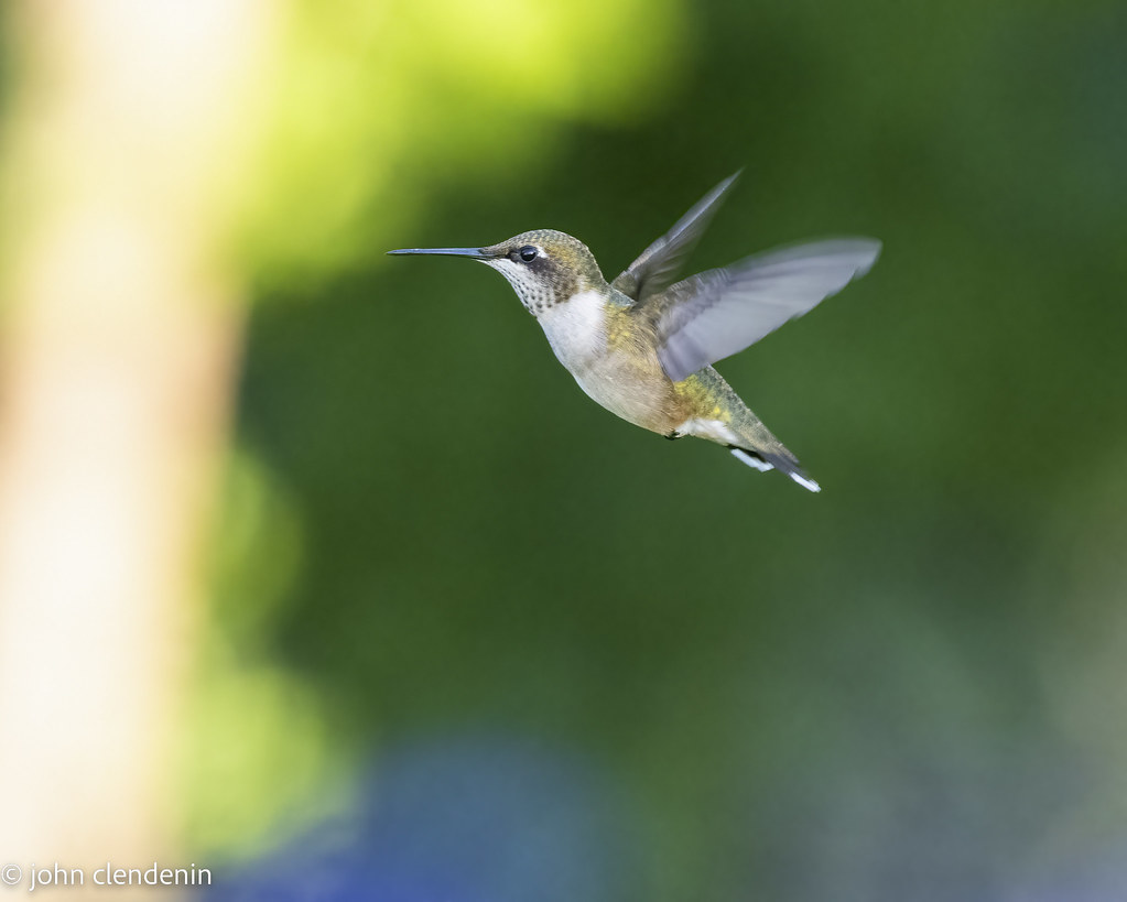 untitled10 John Clendenin Flickr