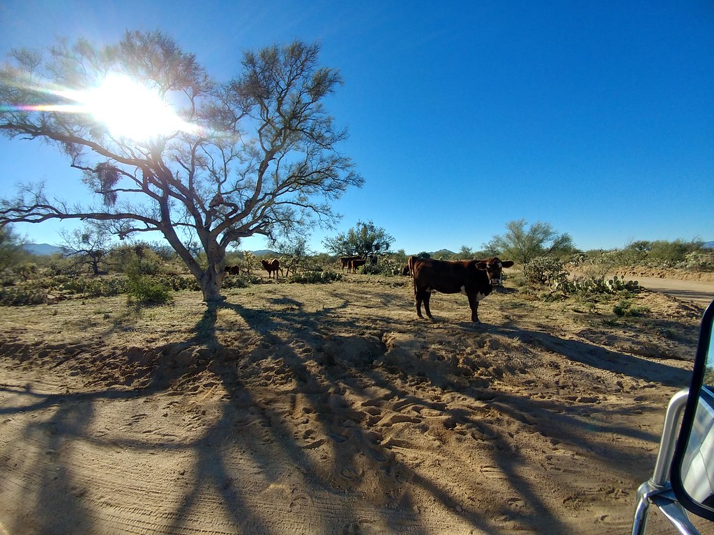 Diamond Bell Ranch AZ.herd High Noon Old Desert Rat Flickr
