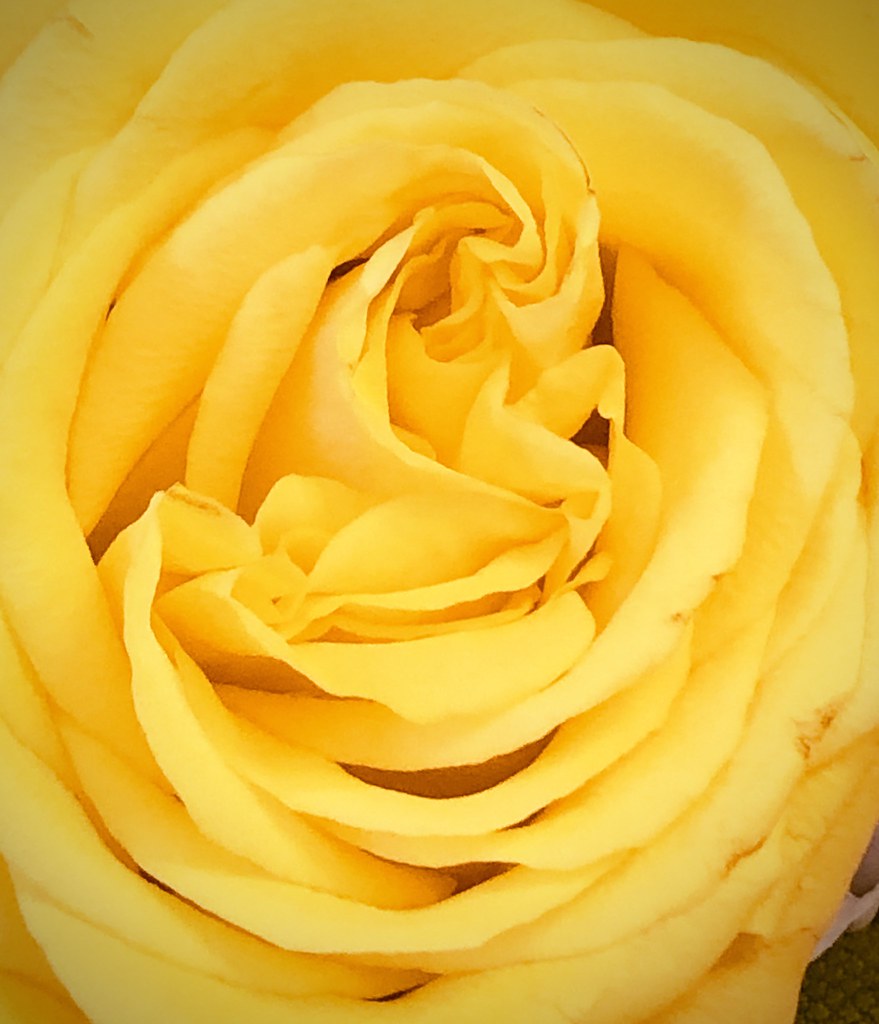 The Yellow Rose of Texas? The yellow rose of Texas youtu.b… Flickr