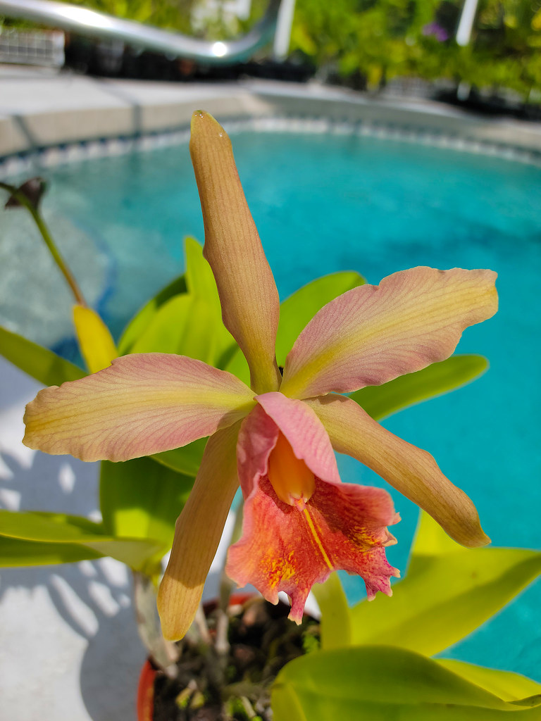 Cattleya Fulvescens (Cattleya dowiana × Cattleya forbesii)… Flickr