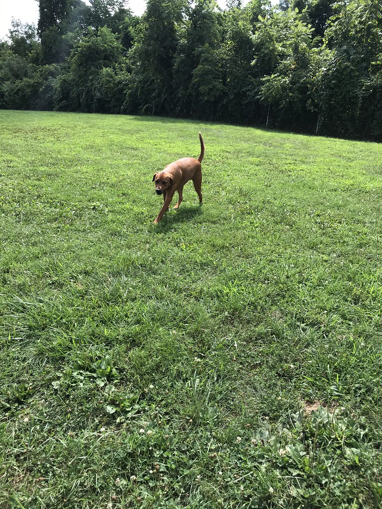 IMG_0873 Greenlin Lambs Gap Flickr