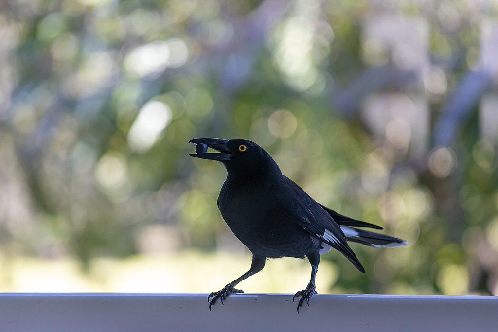 Pied Currawongs like blueberries Katharine Campbell Flickr