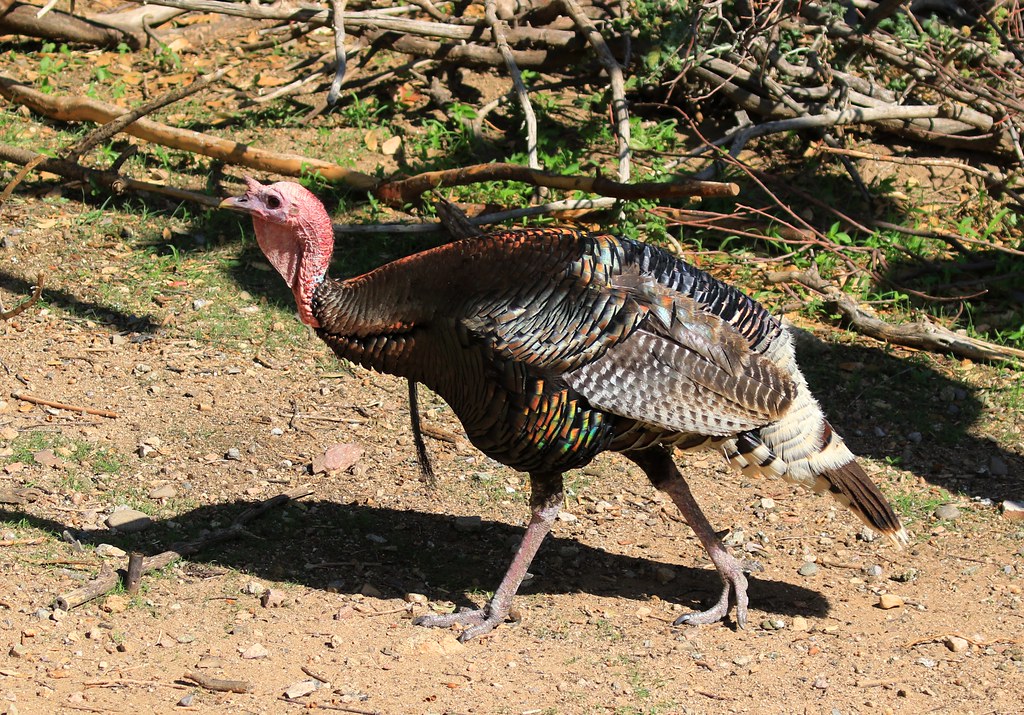 Gould's wild turkey tom at Madera Canyon AZ 2K3A0536 Flickr