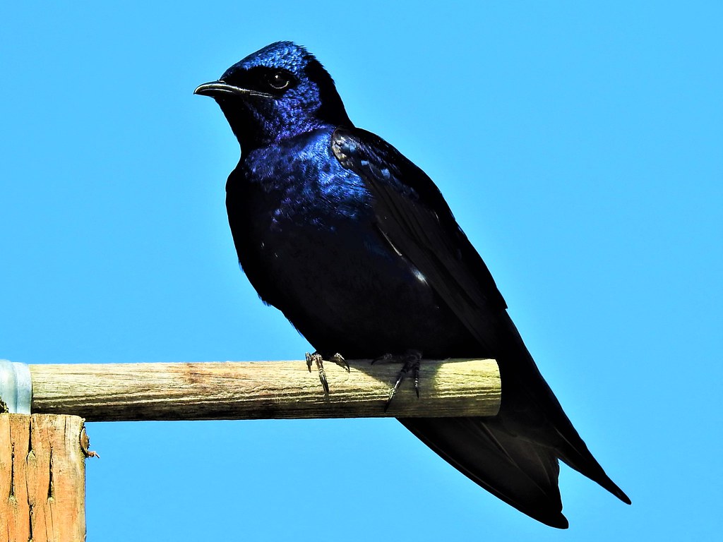 Purple Martin 2 Adult male Purple Martin (Progne subis), S… Flickr