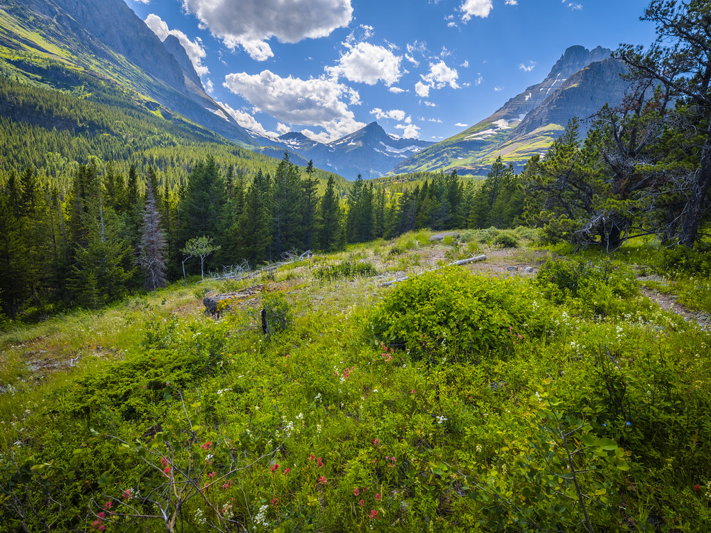 Many Glacier East Glacier National Park Montana Wilderness Fine Art