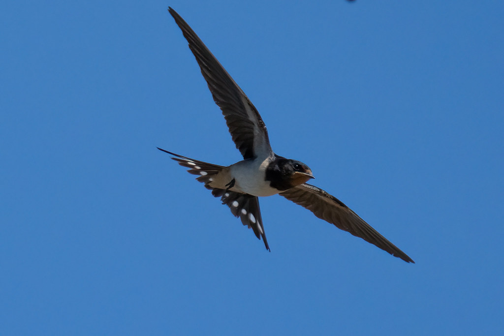 Swallows and House Martins in Gotherington Flickr