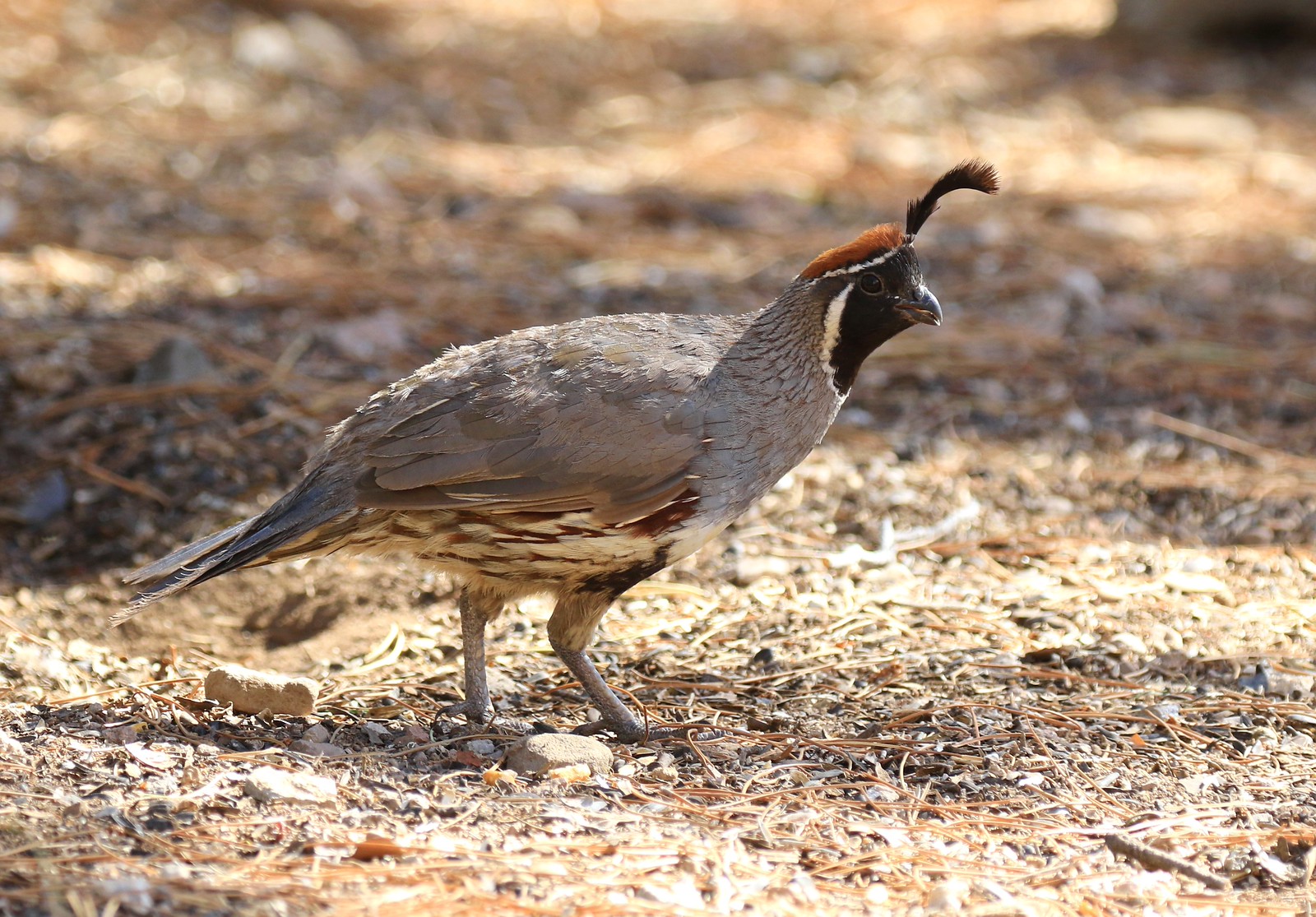 FEATHERED FRIENDS GAME BIRDS Flickr