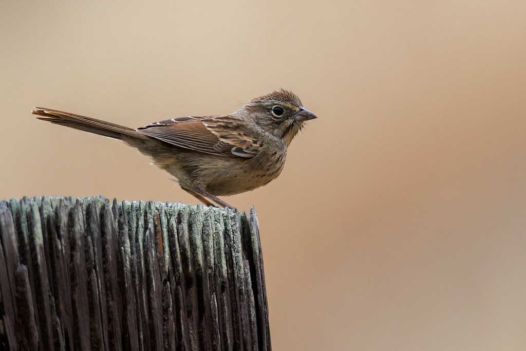 Rufouscrowned Sparrow, Juvenile Mill Creek Road, Fremont … Flickr