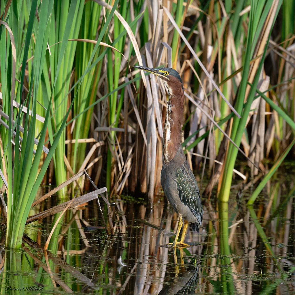 Héron Vert Green Héron Pour voir loin, il suffit d'être … Flickr