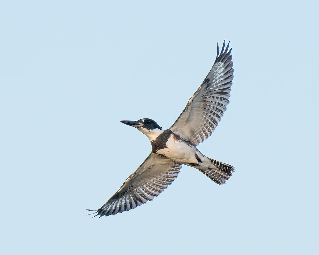 Belted Kingfisher 862022 Peace Valley Park, PA youtu.be/… Flickr