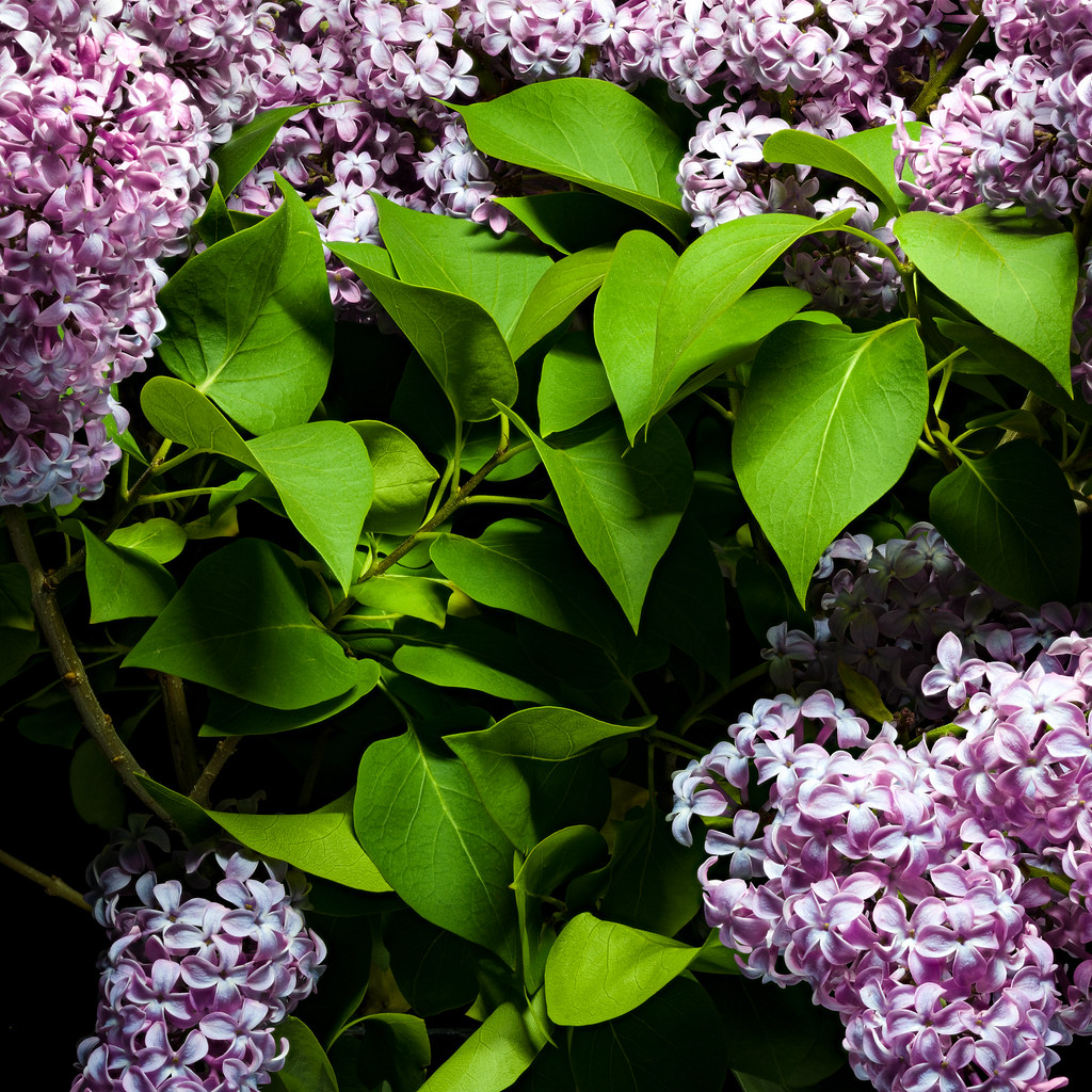 Found color Lilac t_arnerich Flickr