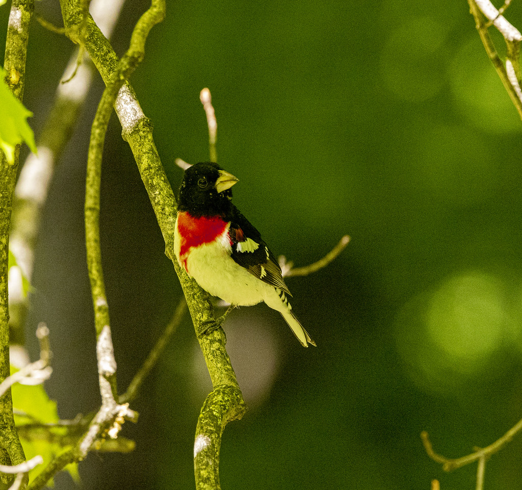 Rosebreaster Groesbeck (yard bird) Erie Co., NY Flickr